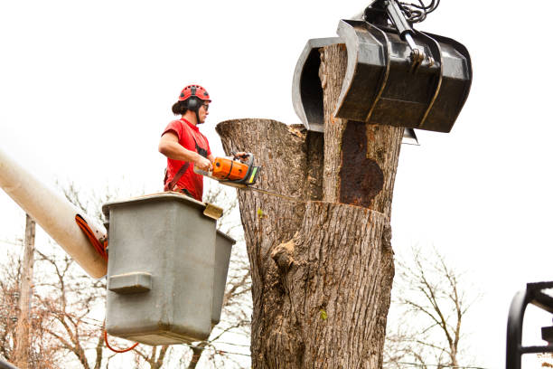 How Our Tree Care Process Works  in  Crooked River Ranch, OR